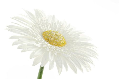 Gerbera wit