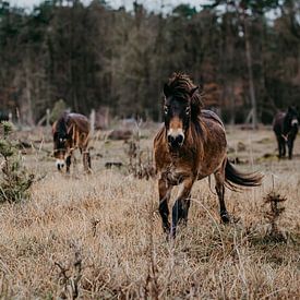 Wilde paarden in het natuurreservaat van de Zenne van Helena Schröder