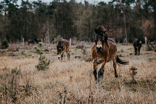 Wild horses in the Senne nature reserve