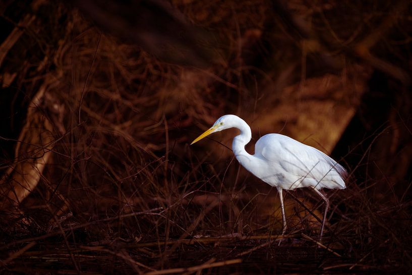 Grande aigrette blanche cherchant des poissons à attraper dans les dernières lueurs du soleil du soi par Robert Ruidl