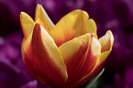 closeup of a yellow red tulip with purple background by W J Kok