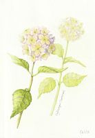 Hortensie