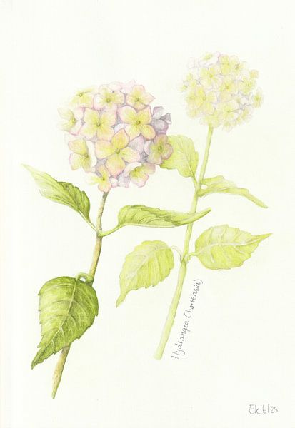 Hortensie von Esthers Nature Studio