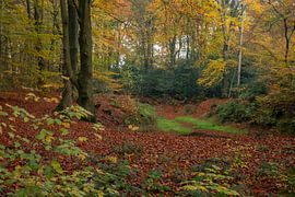 Forest in autumn colours