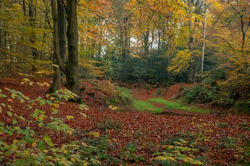 Bos in Herfstkleuren