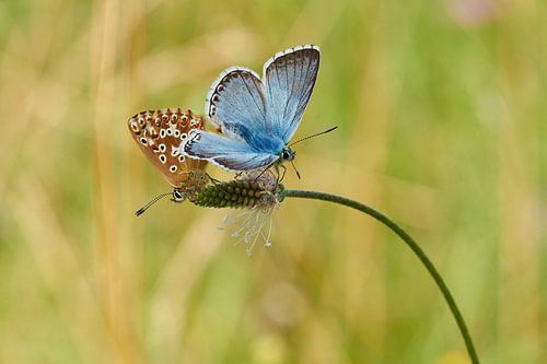 Paring bleekblauwtje