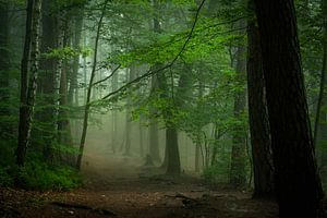 Wald & Wiesen