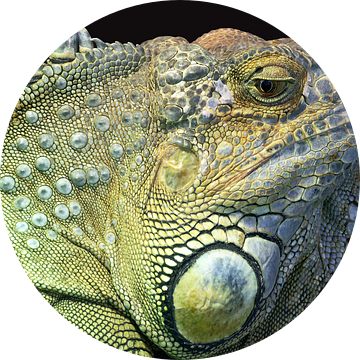 Iguana van Mario de Lijser