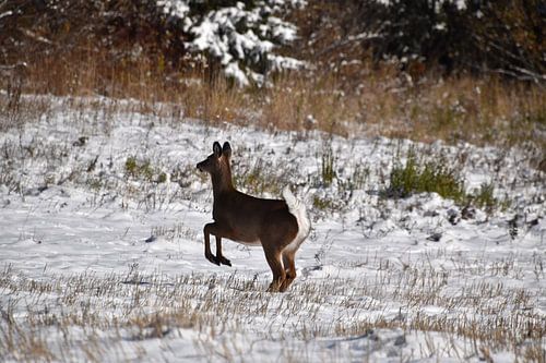 Een jong hert in een gebied