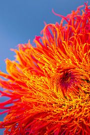 Feuerblume von telekomander