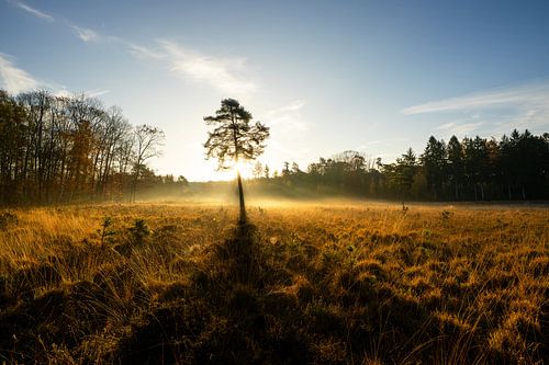 Ohligser Heide, Solingen, Bergisches Land, Duitsland van Alexander Ludwig