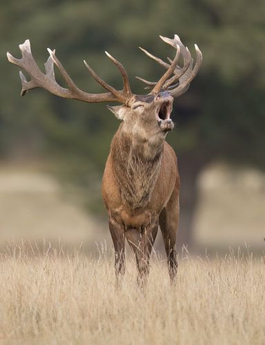 Brunst beim Rothirsch