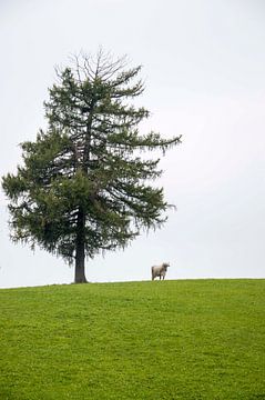 Eenzame koe
