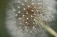 Deciduous dandelion