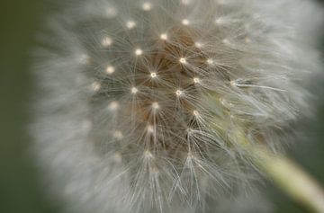 Deciduous dandelion by Margreet Riedstra