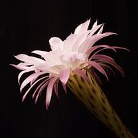 Bloem van de cactus