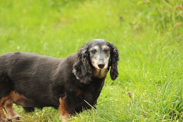 Chien sur Mischa Freijters