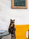 Kat in de straten van Chora op het eiland Amorgos, Griekenland van Teun Janssen thumbnail