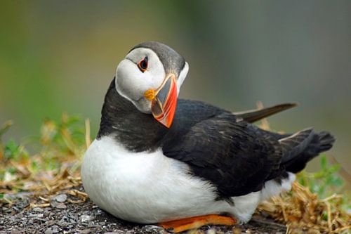 Papegaaiduikers op het eiland Skellig Michael in Ierland