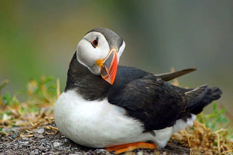 Papageitaucher auf der Insel Skellig Michael in Irland von Babetts Bildergalerie