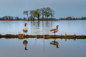 Twee ganzen op de evenwichtsbalk