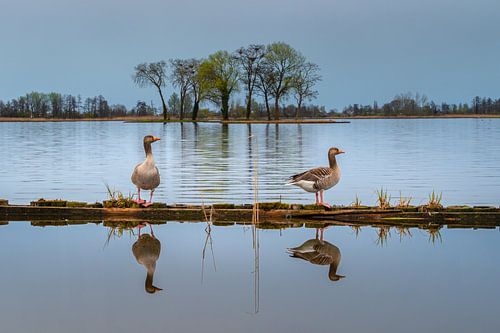 Twee ganzen op de evenwichtsbalk van Frank Smit Fotografie