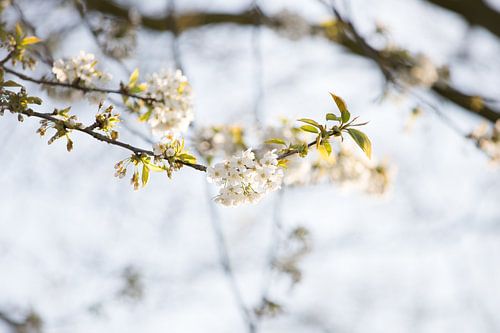 White Blossom