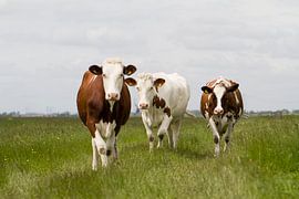 Cows  by Janny Kleijn