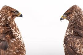 Two Buizerds in Mexican standoff sur AGAMI Photo Agency