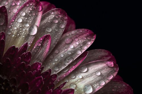 Close up gerbera | Stilleven