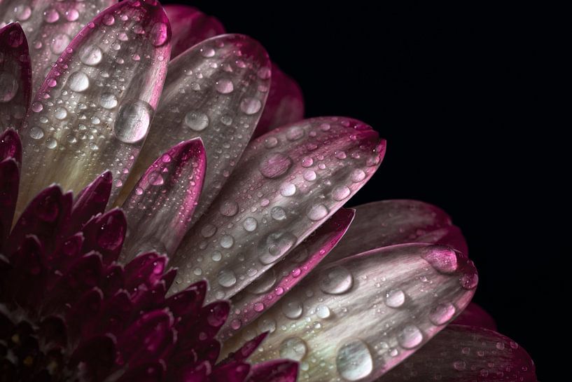 Close up gerbera | Still life by Steven Dijkshoorn