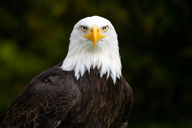 The view of a bald eagle by Leinemeister