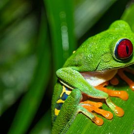 De rode gloed van Costa Rica – macrofoto van een roodogige bladkikker van Jiri Viehmann