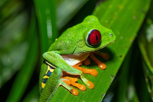 De rode gloed van Costa Rica – macrofoto van een roodogige bladkikker