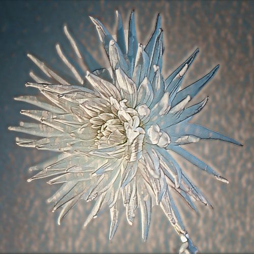 Losse Dahlia groot in abstract blauw wit