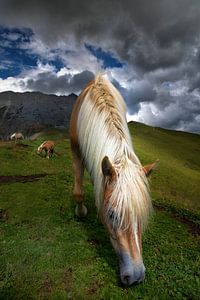 Südtirol Haflinger Pferd in den Dolomiten
