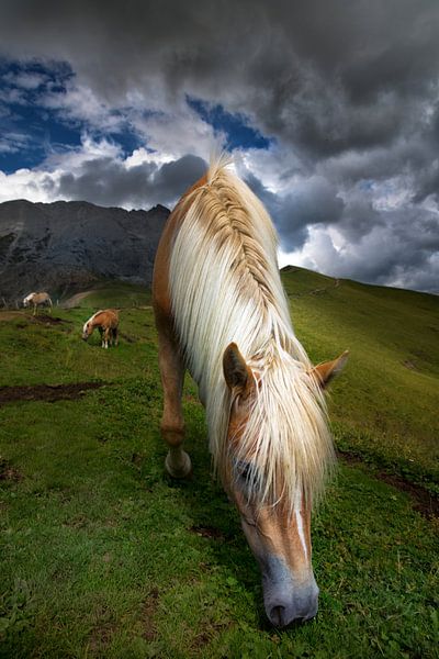 Südtirol Haflinger Pferd in den Dolomiten von Martina Weidner