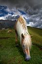 Südtirol Haflinger Pferd in den Dolomiten von Martina Weidner Miniaturansicht