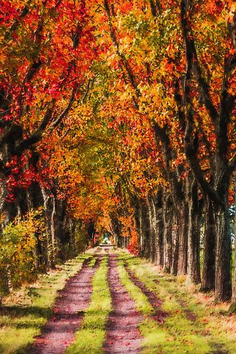 Mooie herfstkleuren in de Snollevendreef (Visdonk, Roosendaal) (schilderij)