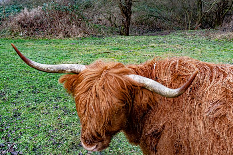 Schotse hooglander “Beauty “ van Truckpowerr