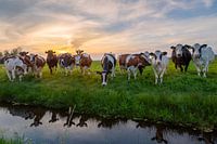 Coucher de soleil avec des vaches