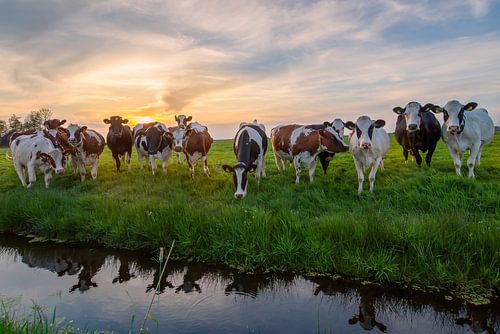 Coucher de soleil avec des vaches