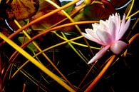 Mikado van waterlelies van Filip Staes thumbnail