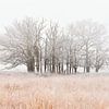 Nebel auf der Heide mit Frost auf den Bäumen von Jenco van Zalk
