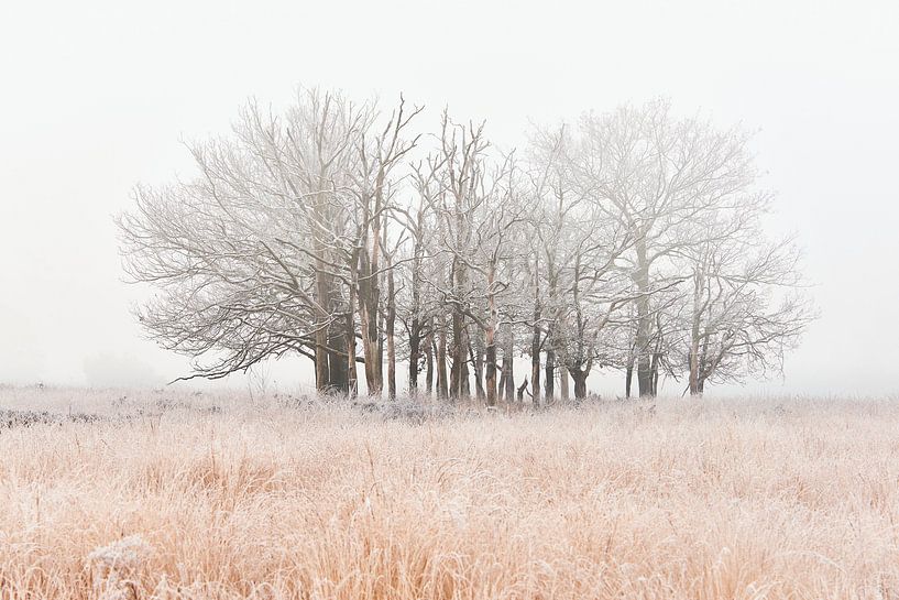 Fog on the heather with frost on the trees by Jenco van Zalk