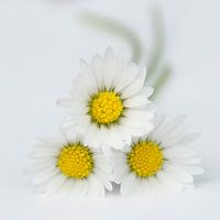 magrietjes