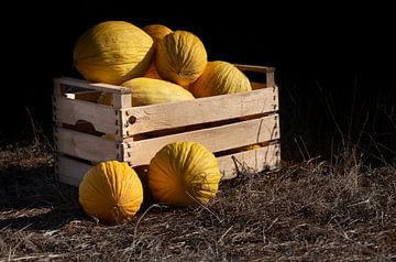 Yellow honeydew melon by Ulrike Leone