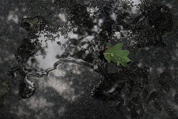 Eichenblatt in Wasserpfütze von Wieke Streef