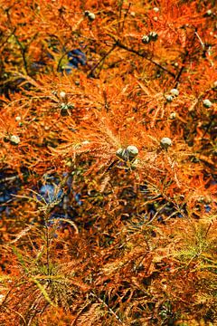 Herbst Farben am Nadel Baum von Andreea Eva Herczegh