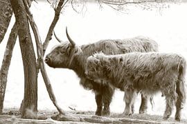 Scottish highlander mother and her calf under trees by Bobsphotography